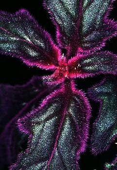 Purple Passion Vine